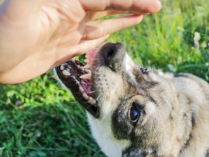 dog bite lawyers